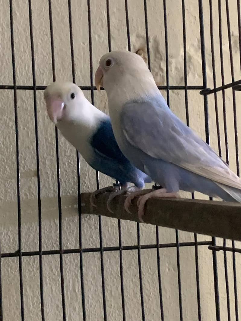palefellow working pair 5