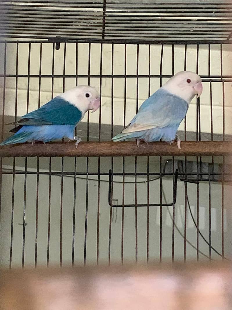 palefellow working pair 6