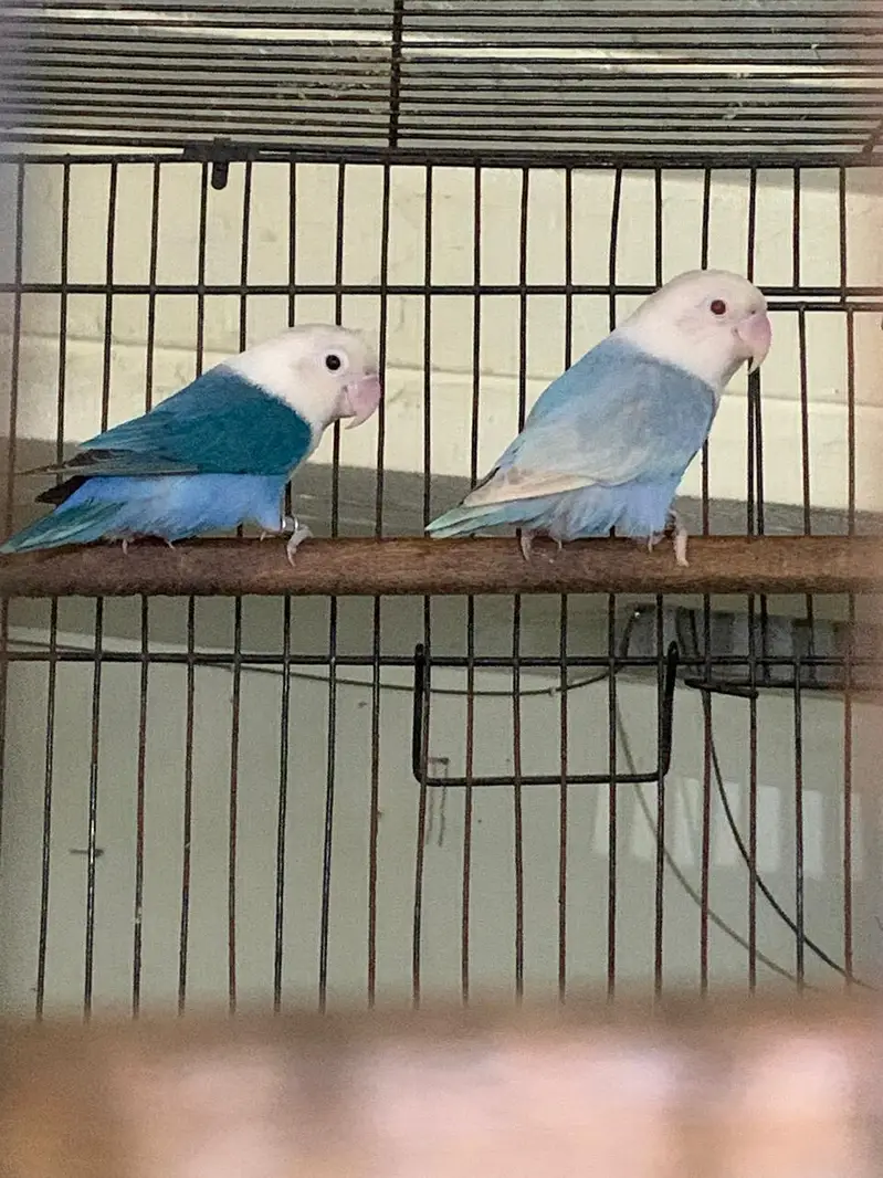 palefellow working pair — photo 7