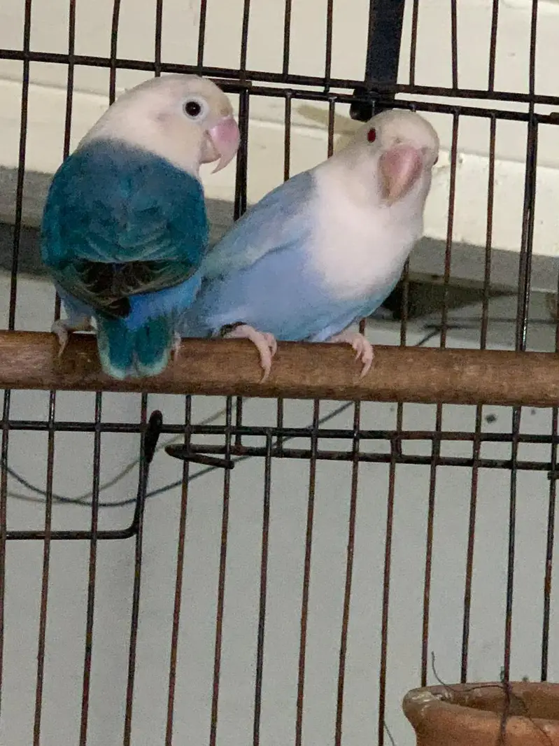 palefellow working pair — photo 8