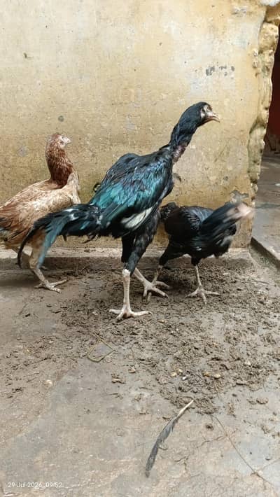 top quality pakistani aseel for sale