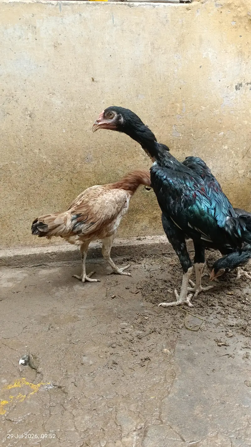 top quality pakistani aseel for sale — photo 2