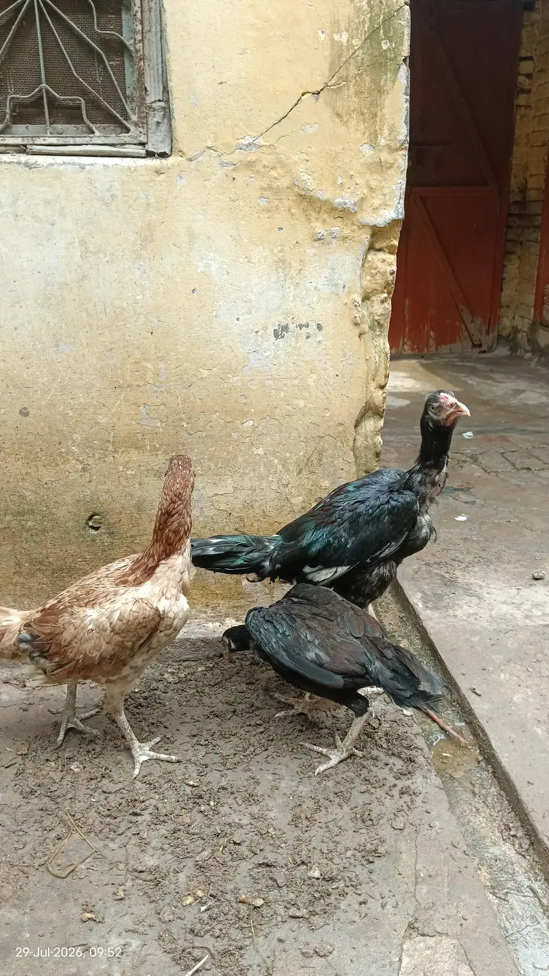top quality pakistani aseel for sale — photo 3