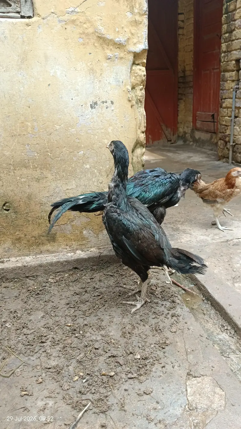 top quality pakistani aseel for sale — photo 4