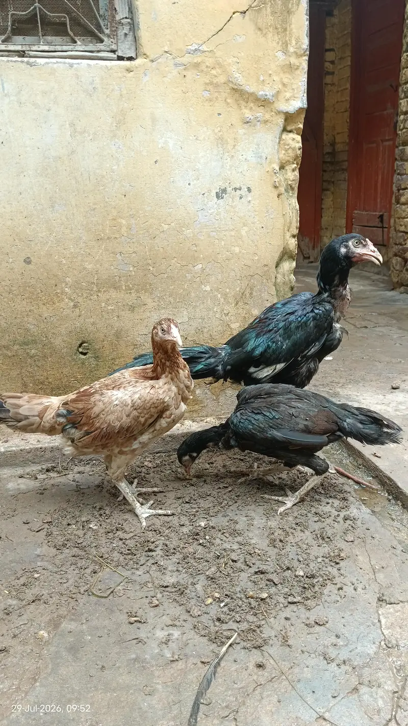 top quality pakistani aseel for sale — photo 5