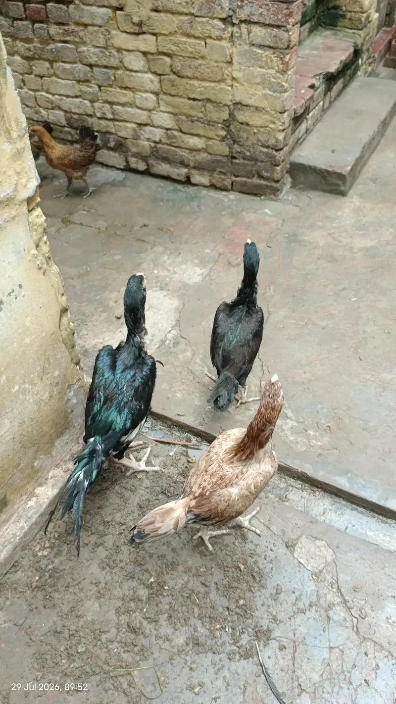 top quality pakistani aseel for sale — photo 6