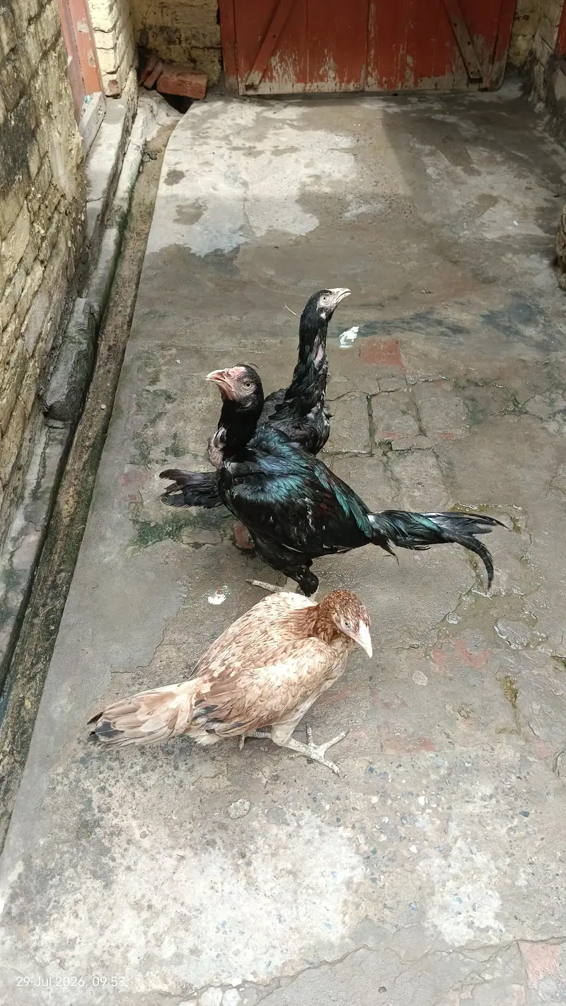 top quality pakistani aseel for sale — photo 7