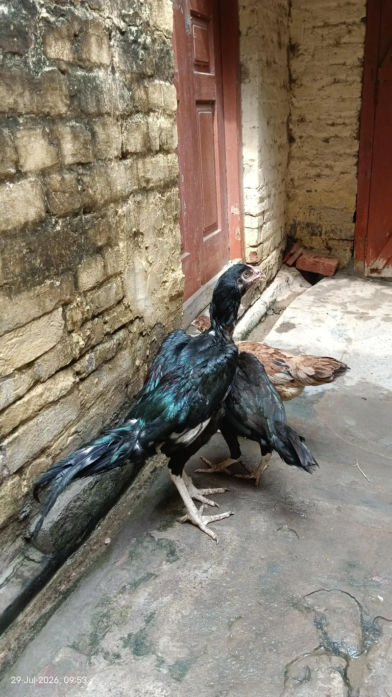 top quality pakistani aseel for sale — photo 8
