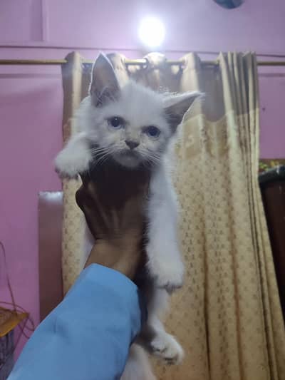 Persian  kitten blow eyes