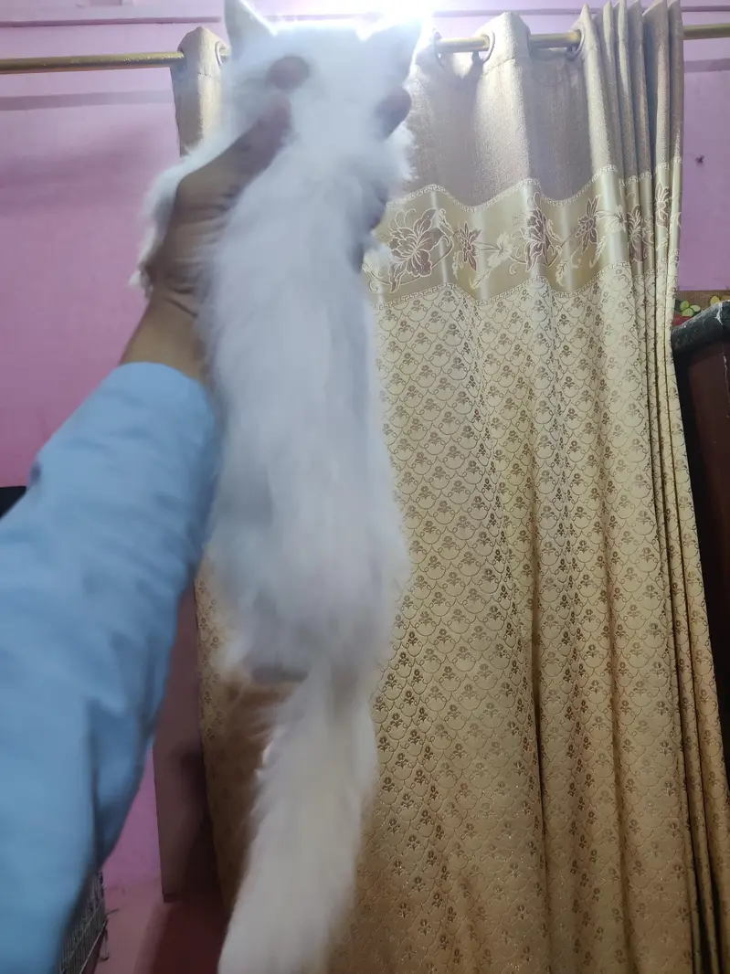 Persian  kitten blow eyes — photo 2
