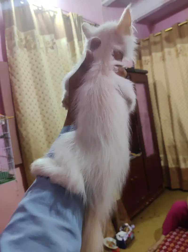 Persian  kitten blow eyes — photo 3