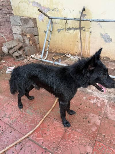 Dog for sale : German shepherd, three core army dog
