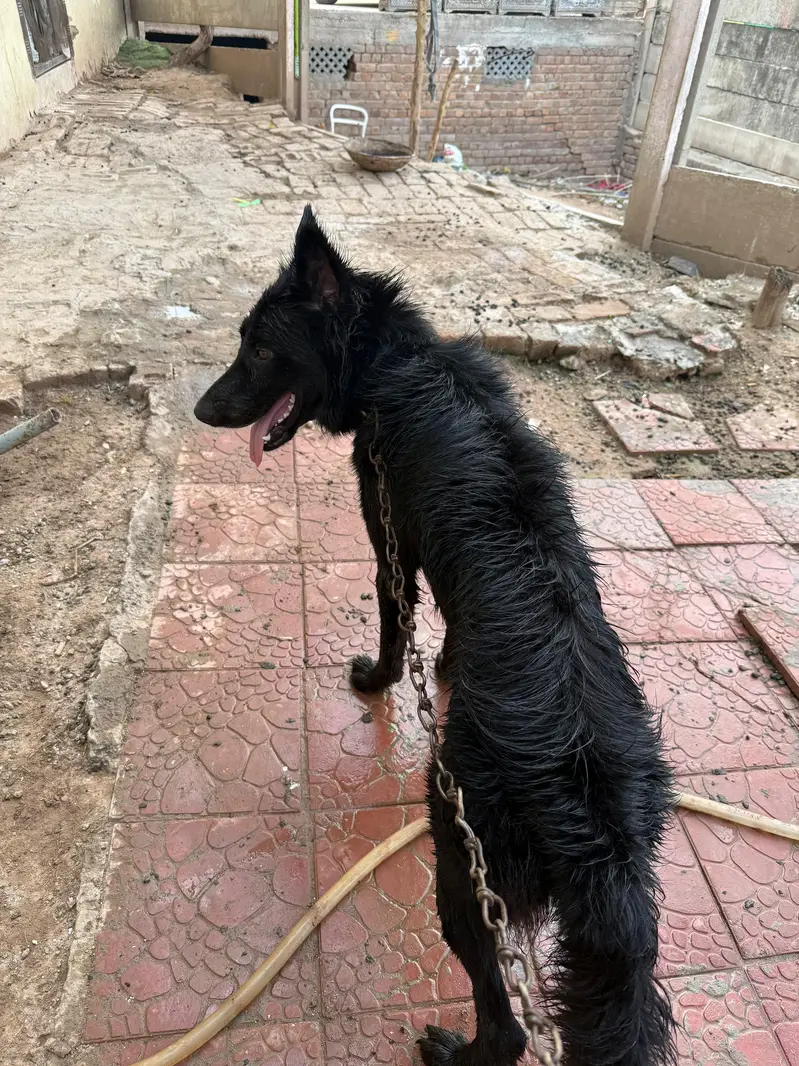 Dog for sale : German shepherd, three coat army dog — photo 2