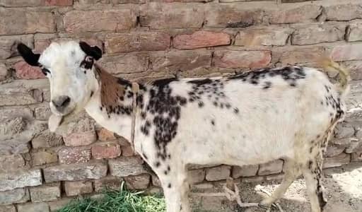 Taddy tapre Goats