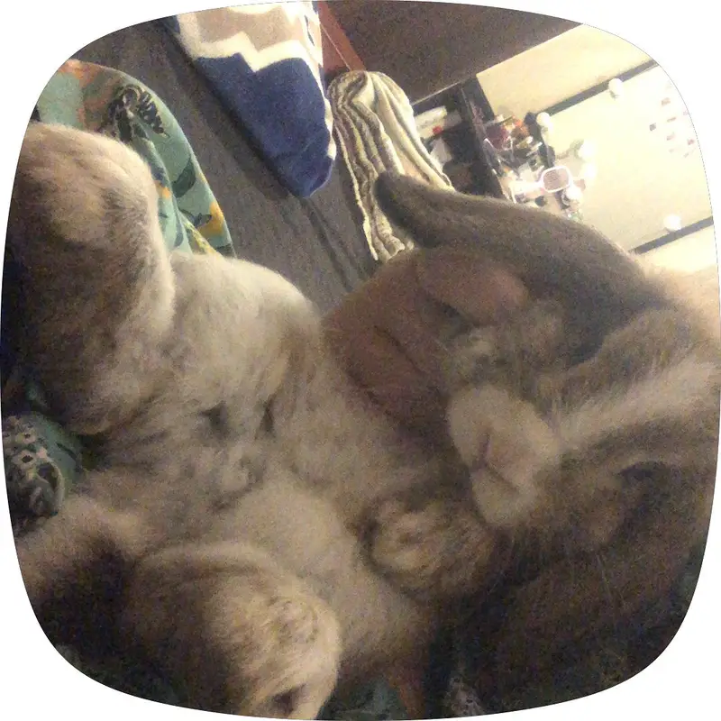 Holland lop bunny — photo 2