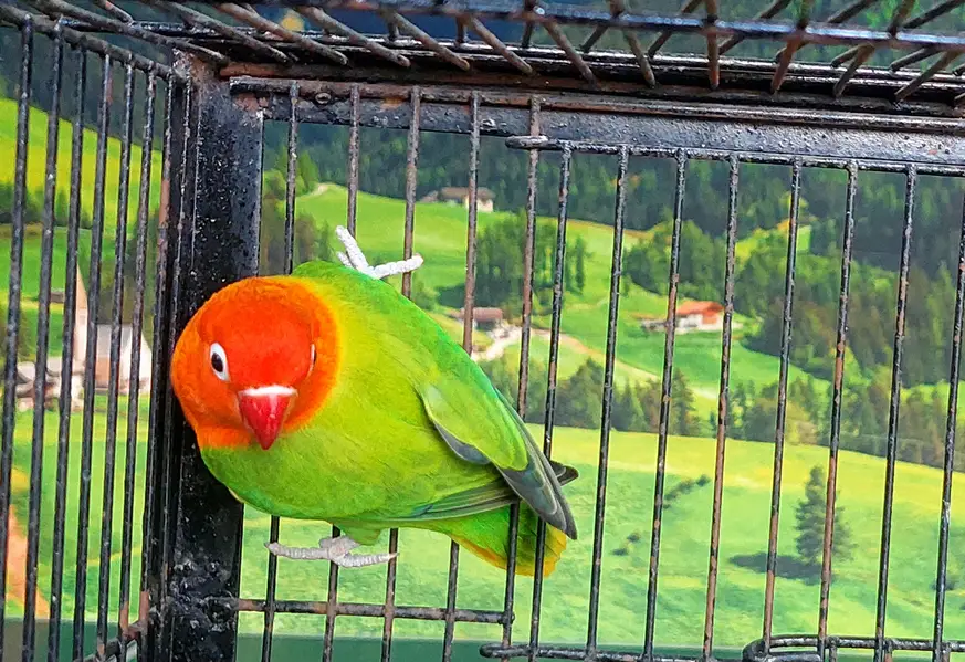 parblue sphere opline split pf green opline split ino — photo 2