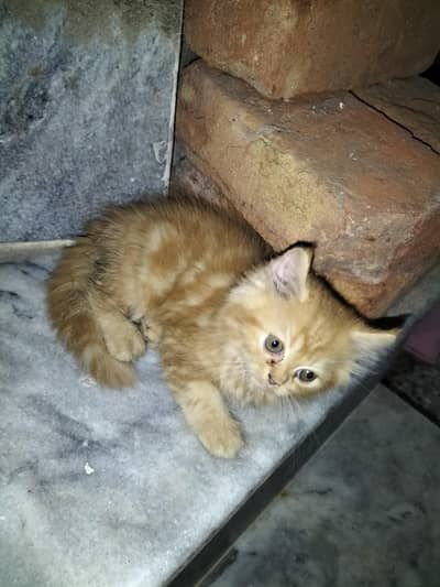 Persion Cats Home breed