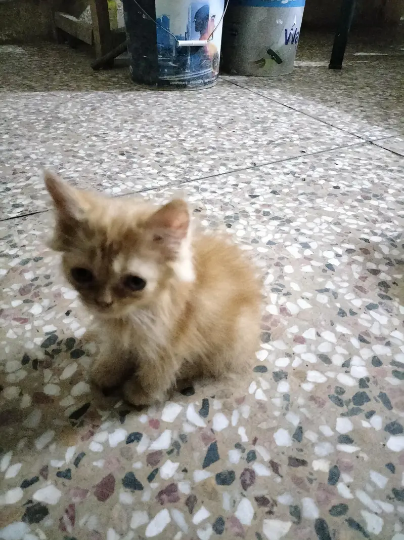 Persion Cats Home breed — photo 2