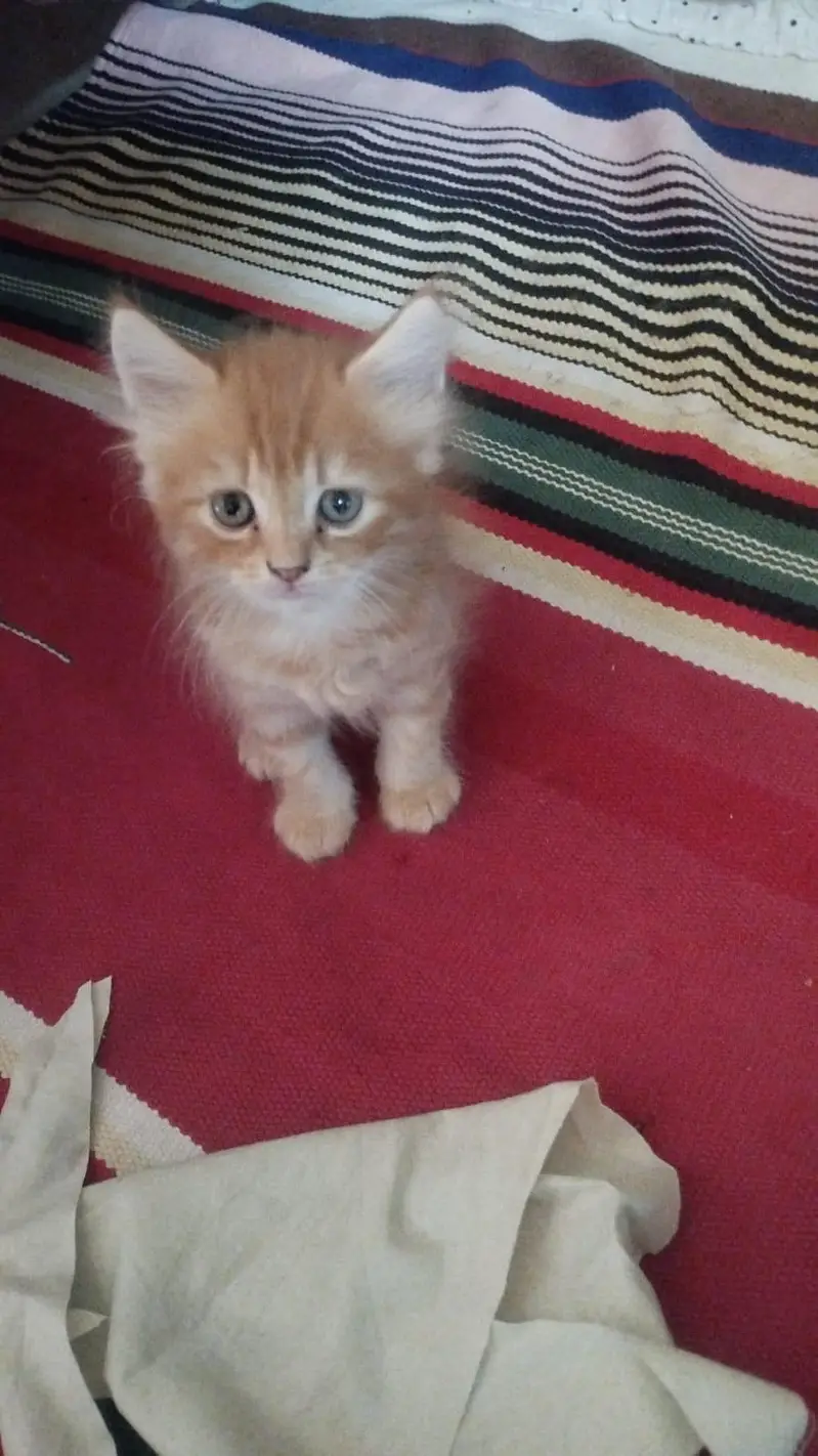 Persion Cats Home breed — photo 3