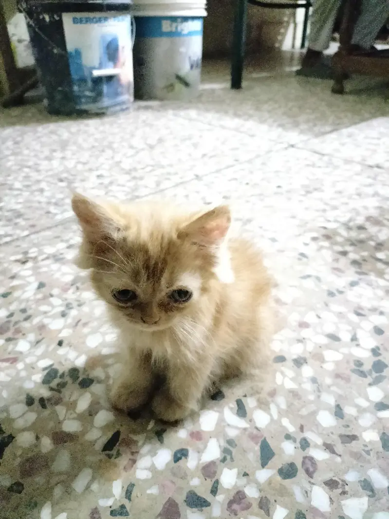 Persion Cats Home breed — photo 4