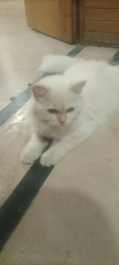 Beautiful Doll face Persion cat. Home raised.