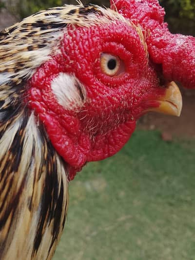 Zero size mianwali . exchange posible fancy bird 03118764329