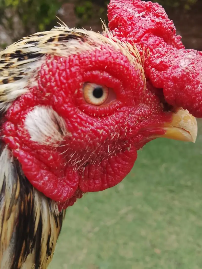 Zero size mianwali . exchange posible fancy bird 03118764329 — photo 2