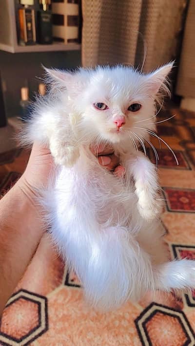 Triple coted Punch face Cats