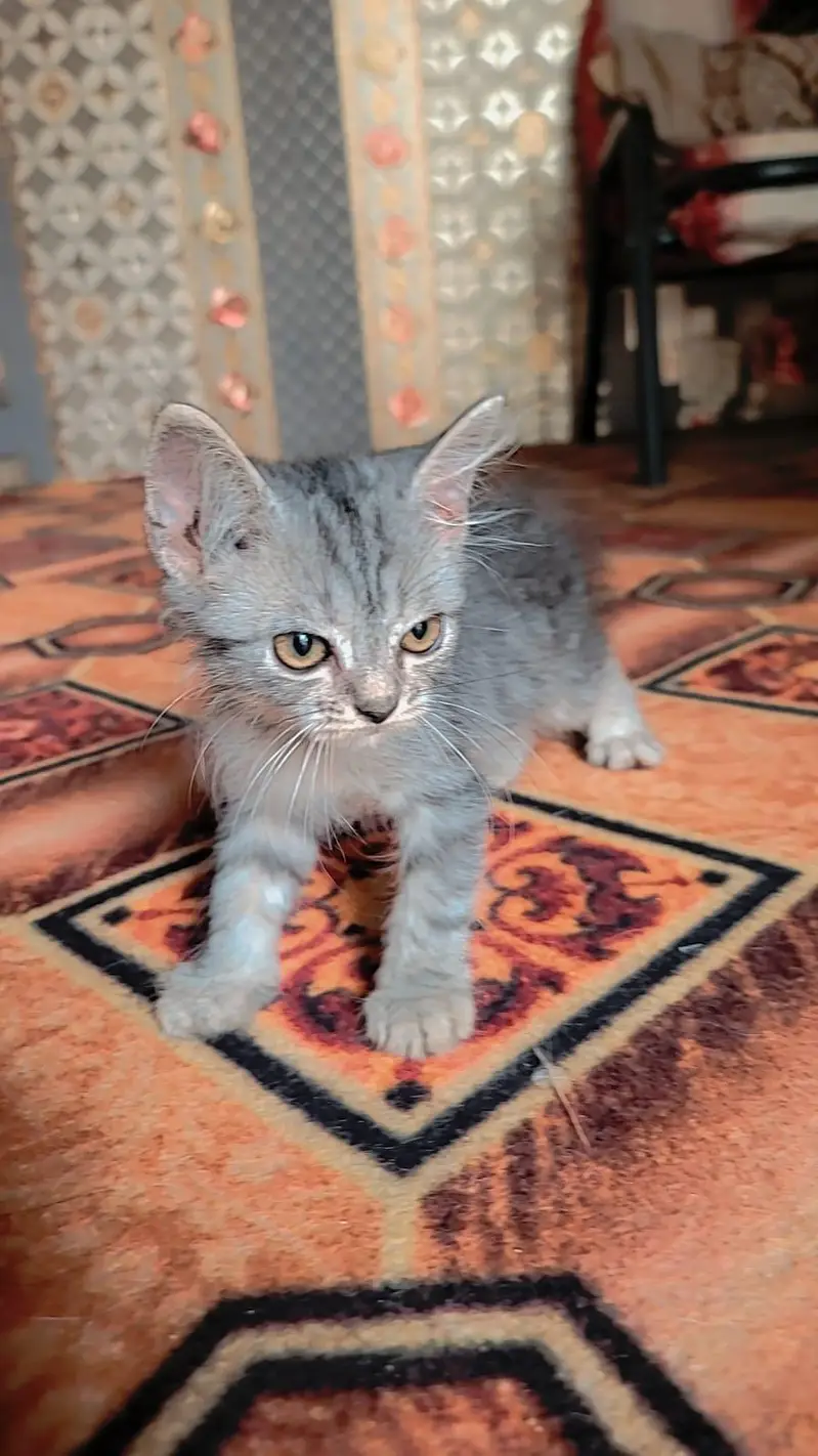 Triple coted Punch face Cats — photo 3