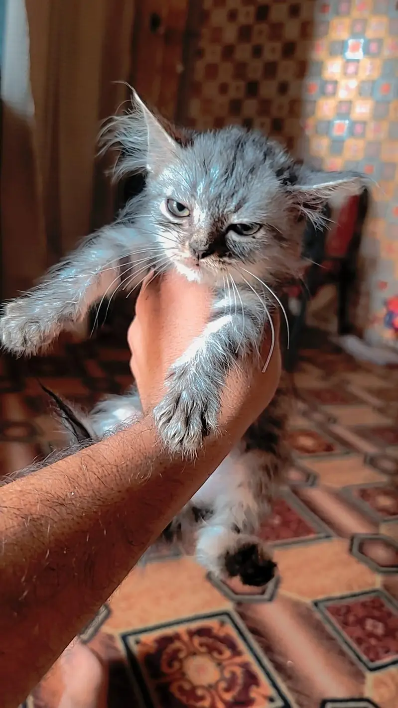 Triple coted Punch face Cats — photo 4