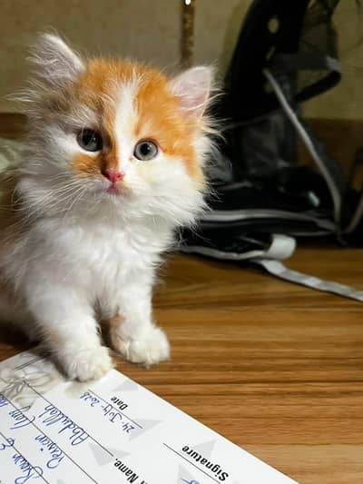 Persian Female Kitten