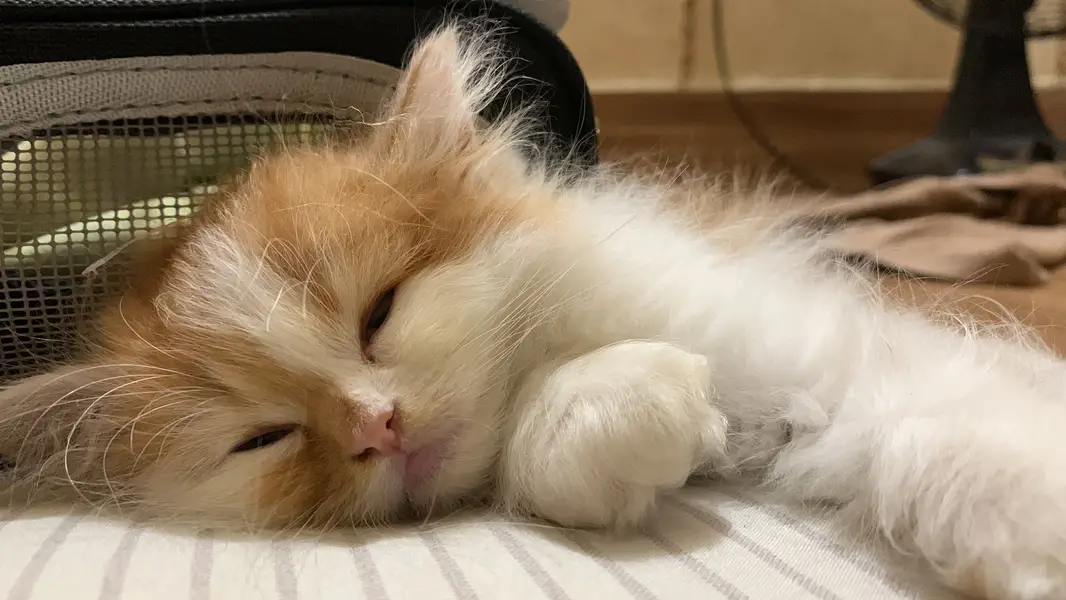 Persian Female Kitten — photo 2