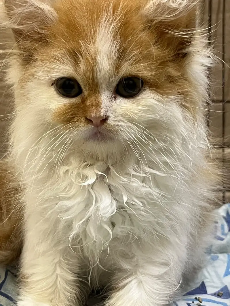 Persian Female Kitten — photo 4