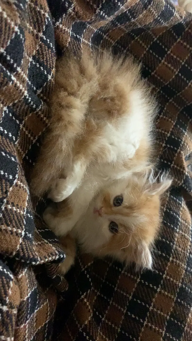 Persian Female Kitten — photo 5