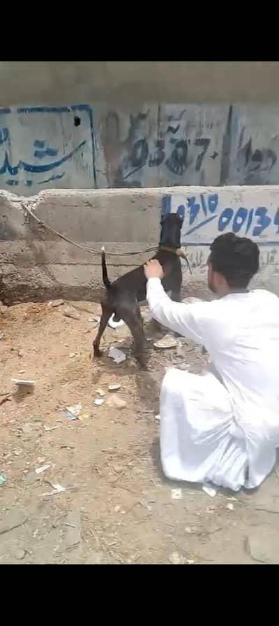 dog for sell