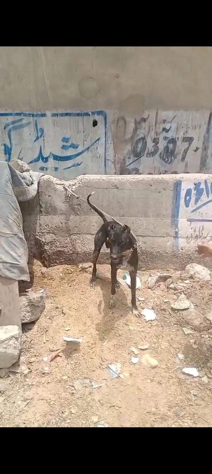 dog for sell — photo 2