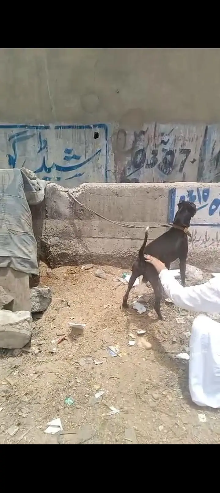 dog for sell — photo 3