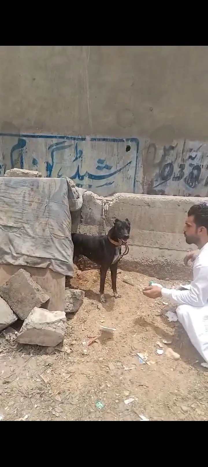 dog for sell — photo 4