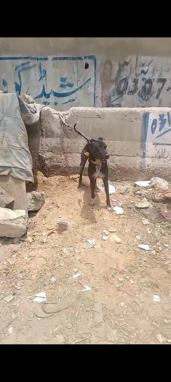dog for sell — photo 5