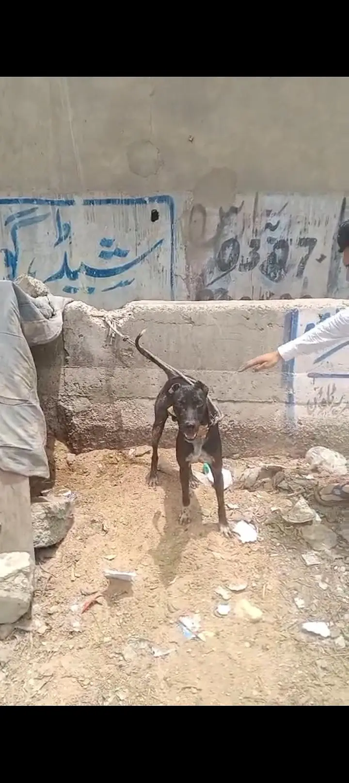 dog for sell — photo 6
