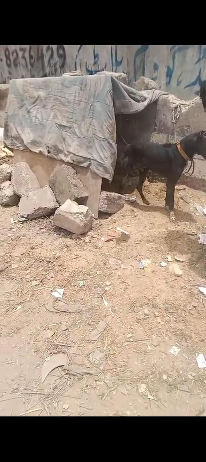 dog for sell — photo 7