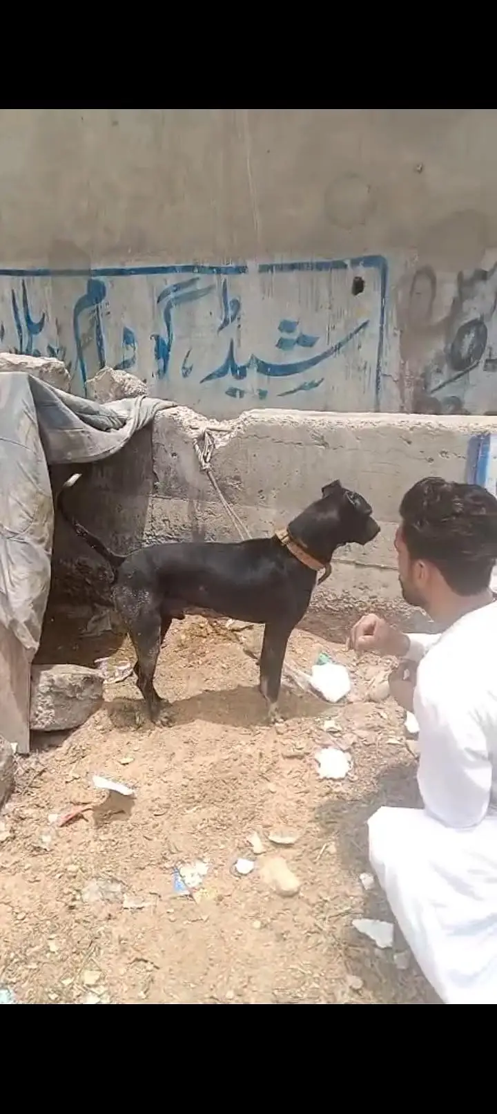 dog for sell — photo 8
