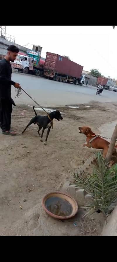 dog for sell