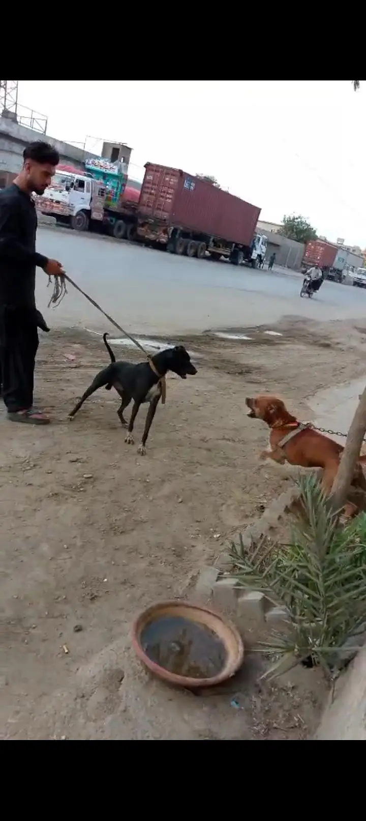 dog for sell — photo 10
