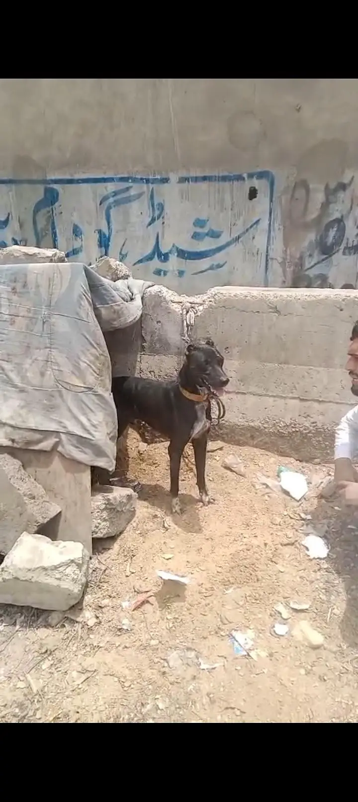 dog for sell — photo 11