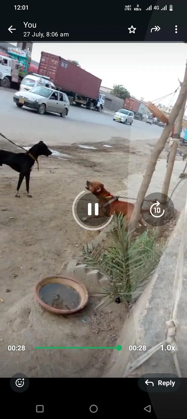 dog for sell — photo 12