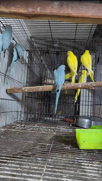 Blue And yellow Males