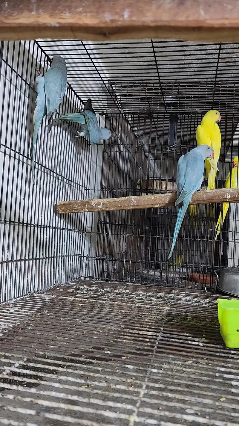 Blue And yellow Males — photo 2