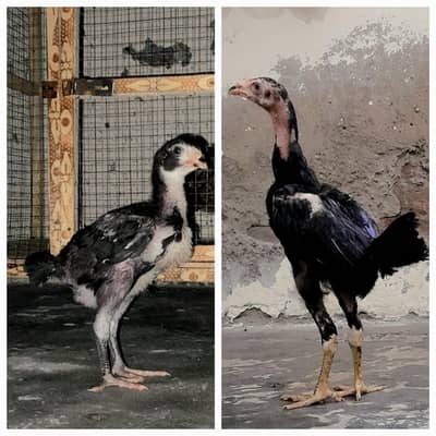 ASEEL BLOOD LINE HOME BREED