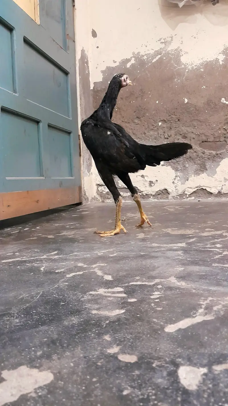 ASEEL BLOOD LINE HOME BREED — photo 2
